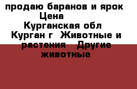 продаю баранов и ярок  › Цена ­ 3 900 - Курганская обл., Курган г. Животные и растения » Другие животные   . Курганская обл.,Курган г.